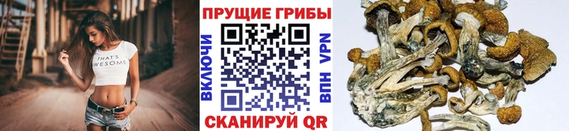 цены   Тюмень  МЕГА ТОР  Псилоцибиновые грибы ЛСД 